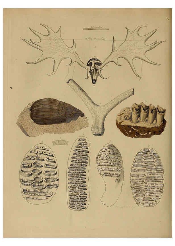 Reproducción/Reproduction 6076973027: A pictorial atlas of fossil remains London :H.G. Bohn,1850
