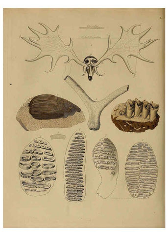 Reproducción/Reproduction 6076973027: A pictorial atlas of fossil remains London :H.G. Bohn,1850