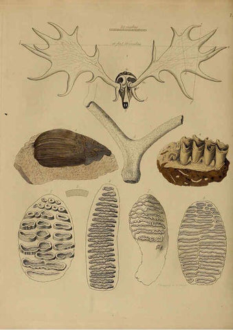 Reproducción/Reproduction 6076973027: A pictorial atlas of fossil remains London :H.G. Bohn,1850