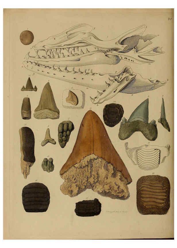 Reproducción/Reproduction 6076972801: A pictorial atlas of fossil remains London :H.G. Bohn,1850