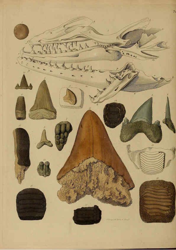 Reproducción/Reproduction 6076972801: A pictorial atlas of fossil remains London :H.G. Bohn,1850