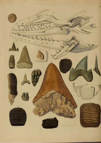 Reproducción/Reproduction 6076972801: A pictorial atlas of fossil remains London :H.G. Bohn,1850