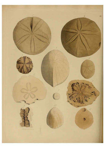 Reproducción/Reproduction 6076968147: A pictorial atlas of fossil remains London :H.G. Bohn,1850