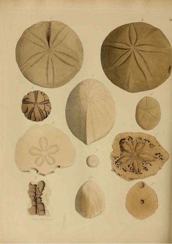 Reproducción/Reproduction 6076968147: A pictorial atlas of fossil remains London :H.G. Bohn,1850