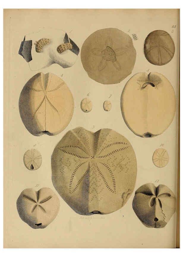 Reproducción/Reproduction 6076968693: A pictorial atlas of fossil remains London :H.G. Bohn,1850