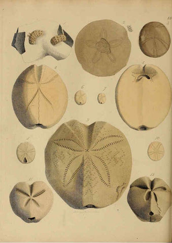 Reproducción/Reproduction 6076968693: A pictorial atlas of fossil remains London :H.G. Bohn,1850
