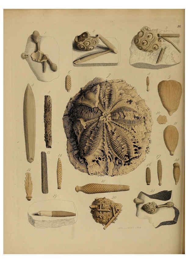 Reproducción/Reproduction 6077507206: A pictorial atlas of fossil remains London :H.G. Bohn,1850