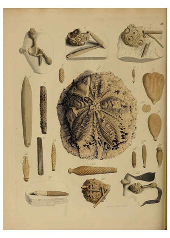 Reproducción/Reproduction 6077507206: A pictorial atlas of fossil remains London :H.G. Bohn,1850