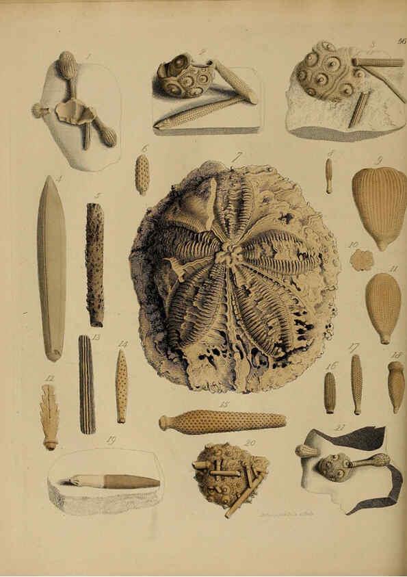 Reproducción/Reproduction 6077507206: A pictorial atlas of fossil remains London :H.G. Bohn,1850
