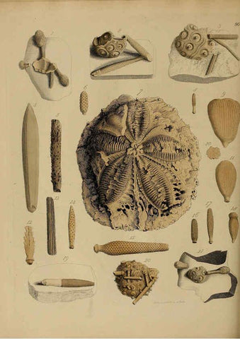 Reproducción/Reproduction 6077507206: A pictorial atlas of fossil remains London :H.G. Bohn,1850