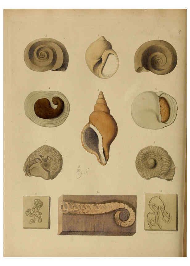 Reproducción/Reproduction 6076969103: A pictorial atlas of fossil remains London :H.G. Bohn,1850