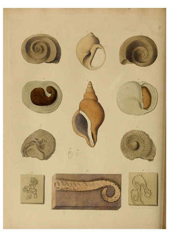 Reproducción/Reproduction 6076969103: A pictorial atlas of fossil remains London :H.G. Bohn,1850