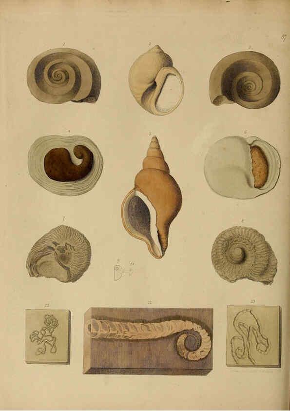 Reproducción/Reproduction 6076969103: A pictorial atlas of fossil remains London :H.G. Bohn,1850
