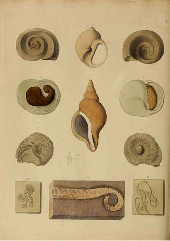 Reproducción/Reproduction 6076969103: A pictorial atlas of fossil remains London :H.G. Bohn,1850