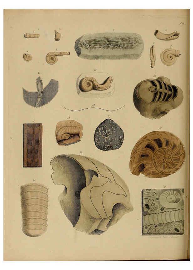 Reproducción/Reproduction 6077507670: A pictorial atlas of fossil remains London :H.G. Bohn,1850