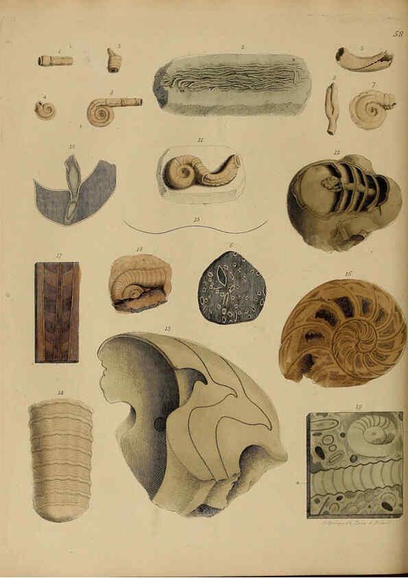 Reproducción/Reproduction 6077507670: A pictorial atlas of fossil remains London :H.G. Bohn,1850