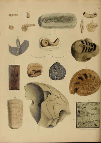 Reproducción/Reproduction 6077507670: A pictorial atlas of fossil remains London :H.G. Bohn,1850