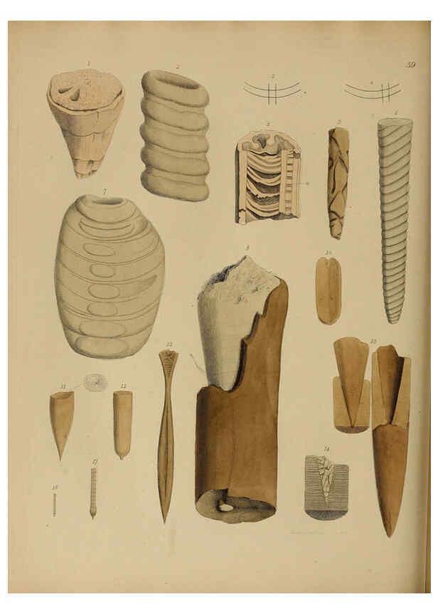 Reproducción/Reproduction 6077507998: A pictorial atlas of fossil remains London :H.G. Bohn,1850