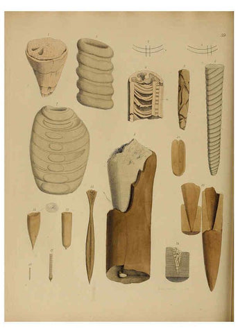 Reproducción/Reproduction 6077507998: A pictorial atlas of fossil remains London :H.G. Bohn,1850