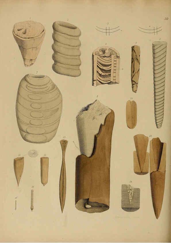 Reproducción/Reproduction 6077507998: A pictorial atlas of fossil remains London :H.G. Bohn,1850