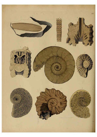 Reproducción/Reproduction 6076969767: A pictorial atlas of fossil remains London :H.G. Bohn,1850