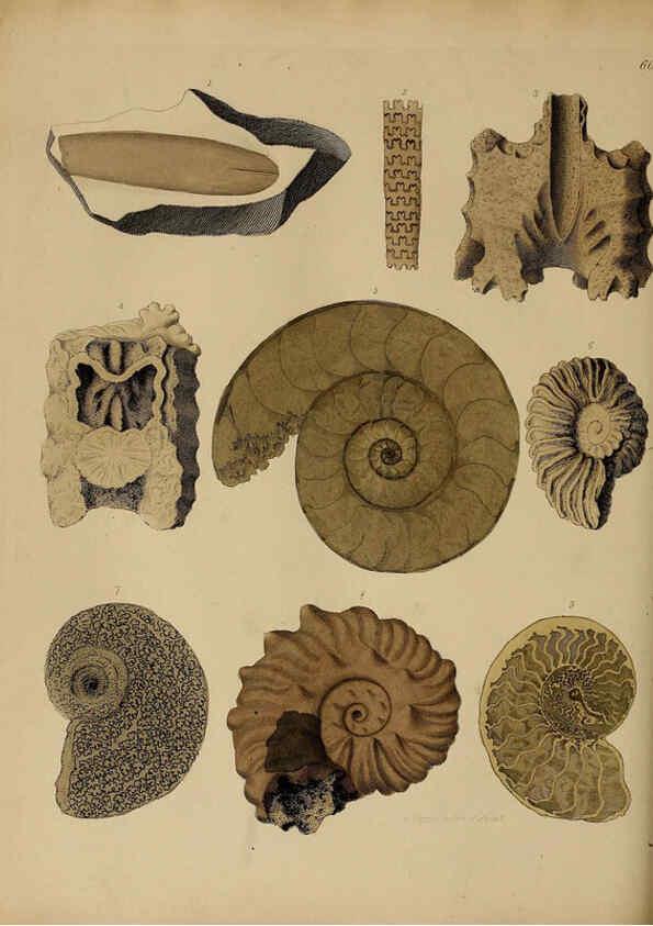 Reproducción/Reproduction 6076969767: A pictorial atlas of fossil remains London :H.G. Bohn,1850