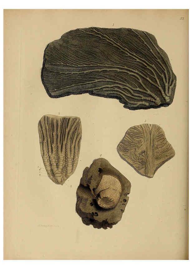 Reproducción/Reproduction 6076967485: A pictorial atlas of fossil remains London :H.G. Bohn,1850