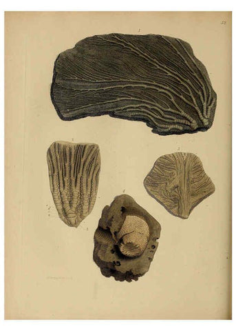 Reproducción/Reproduction 6076967485: A pictorial atlas of fossil remains London :H.G. Bohn,1850