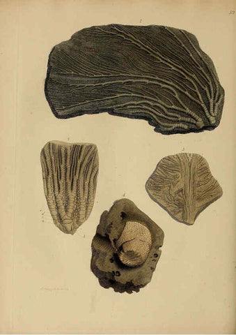 Reproducción/Reproduction 6076967485: A pictorial atlas of fossil remains London :H.G. Bohn,1850