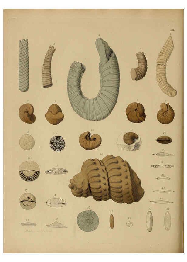 Reproducción/Reproduction 6077508484: A pictorial atlas of fossil remains London :H.G. Bohn,1850