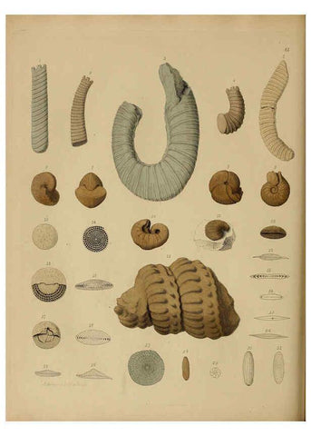 Reproducción/Reproduction 6077508484: A pictorial atlas of fossil remains London :H.G. Bohn,1850