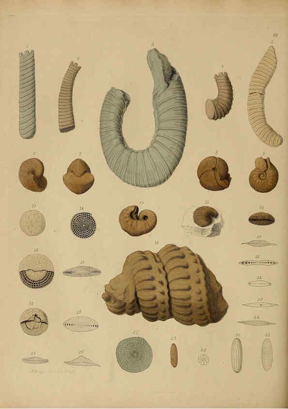 Reproducción/Reproduction 6077508484: A pictorial atlas of fossil remains London :H.G. Bohn,1850