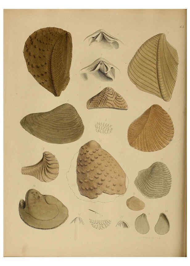 Reproducción/Reproduction 6076970633: A pictorial atlas of fossil remains London :H.G. Bohn,1850