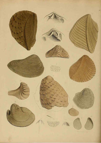 Reproducción/Reproduction 6076970633: A pictorial atlas of fossil remains London :H.G. Bohn,1850