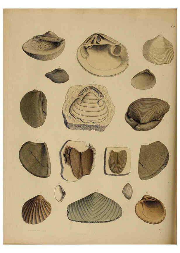Reproducción/Reproduction 6076971145: A pictorial atlas of fossil remains London :H.G. Bohn,1850
