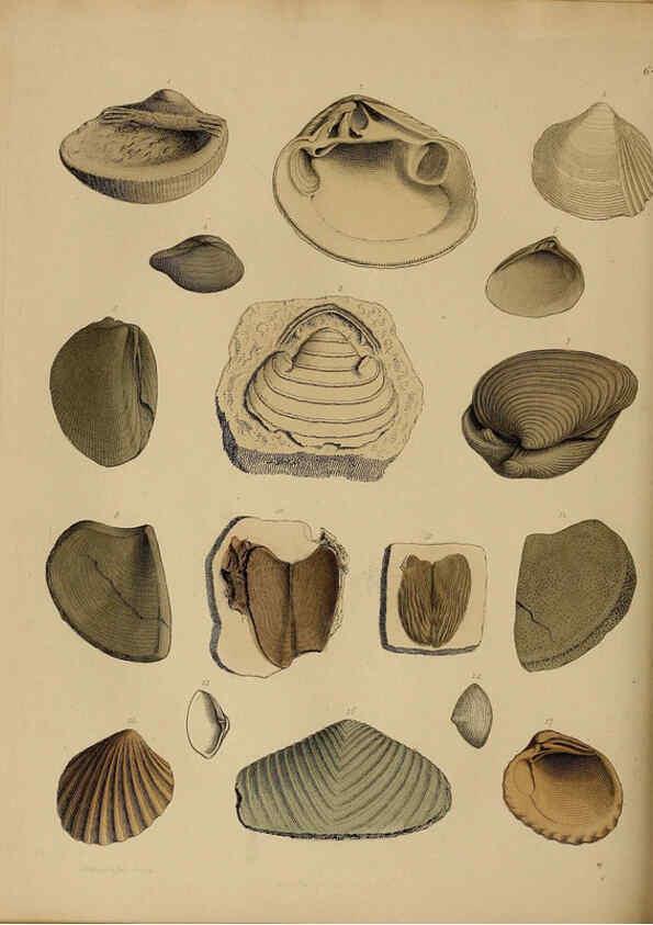 Reproducción/Reproduction 6076971145: A pictorial atlas of fossil remains London :H.G. Bohn,1850