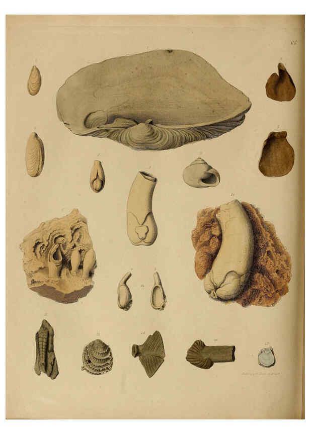 Reproducción/Reproduction 6077509768: A pictorial atlas of fossil remains London :H.G. Bohn,1850