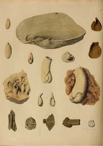 Reproducción/Reproduction 6077509768: A pictorial atlas of fossil remains London :H.G. Bohn,1850