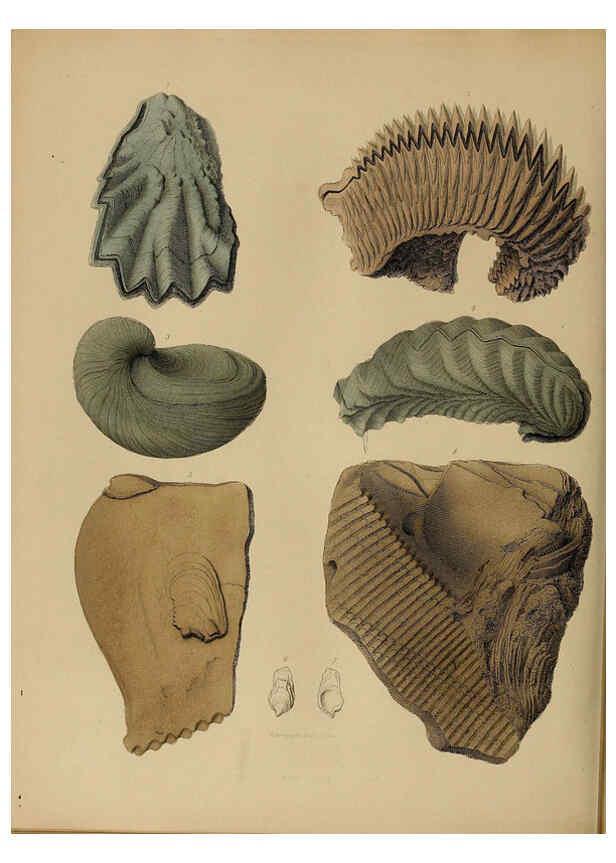 Reproducción/Reproduction 6077510062: A pictorial atlas of fossil remains London :H.G. Bohn,1850