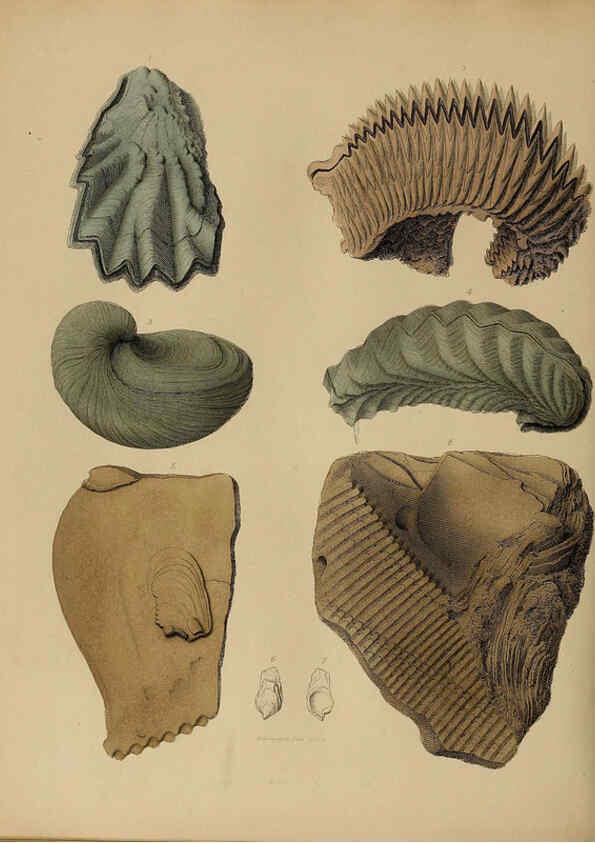 Reproducción/Reproduction 6077510062: A pictorial atlas of fossil remains London :H.G. Bohn,1850