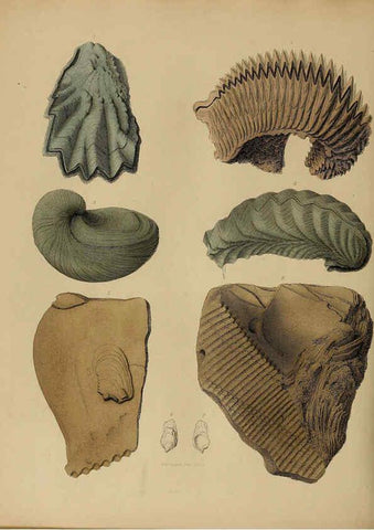 Reproducción/Reproduction 6077510062: A pictorial atlas of fossil remains London :H.G. Bohn,1850