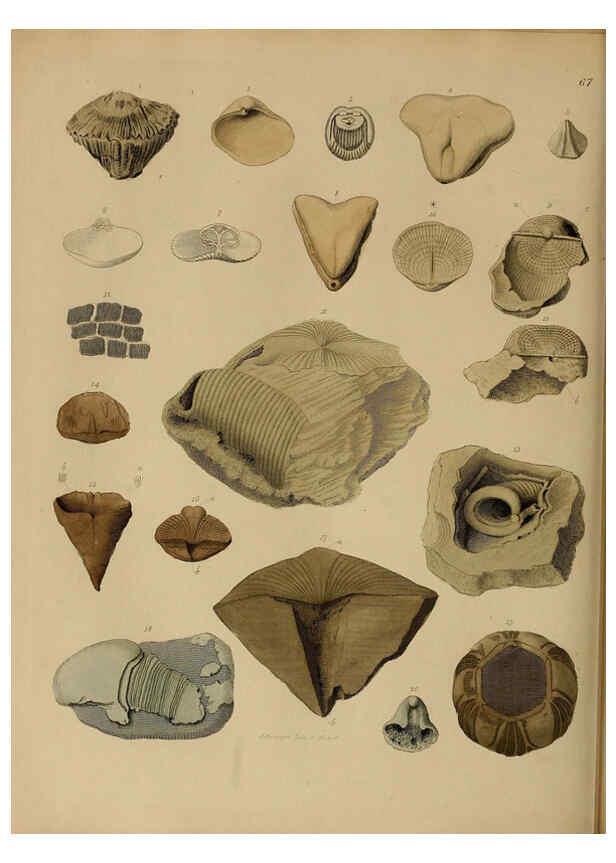Reproducción/Reproduction 6077510268: A pictorial atlas of fossil remains London :H.G. Bohn,1850