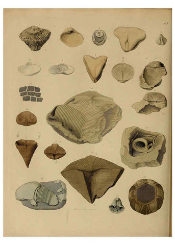 Reproducción/Reproduction 6077510268: A pictorial atlas of fossil remains London :H.G. Bohn,1850