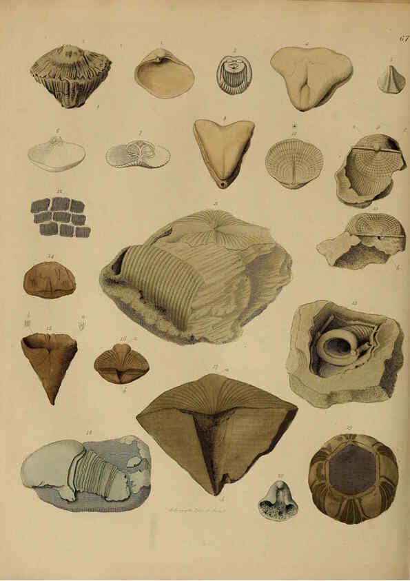 Reproducción/Reproduction 6077510268: A pictorial atlas of fossil remains London :H.G. Bohn,1850