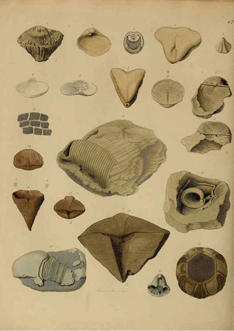 Reproducción/Reproduction 6077510268: A pictorial atlas of fossil remains London :H.G. Bohn,1850