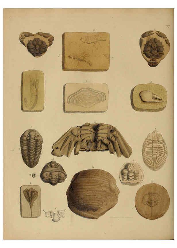Reproducción/Reproduction 6077510610: A pictorial atlas of fossil remains London :H.G. Bohn,1850