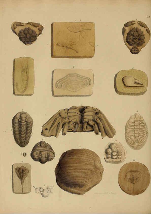 Reproducción/Reproduction 6077510610: A pictorial atlas of fossil remains London :H.G. Bohn,1850