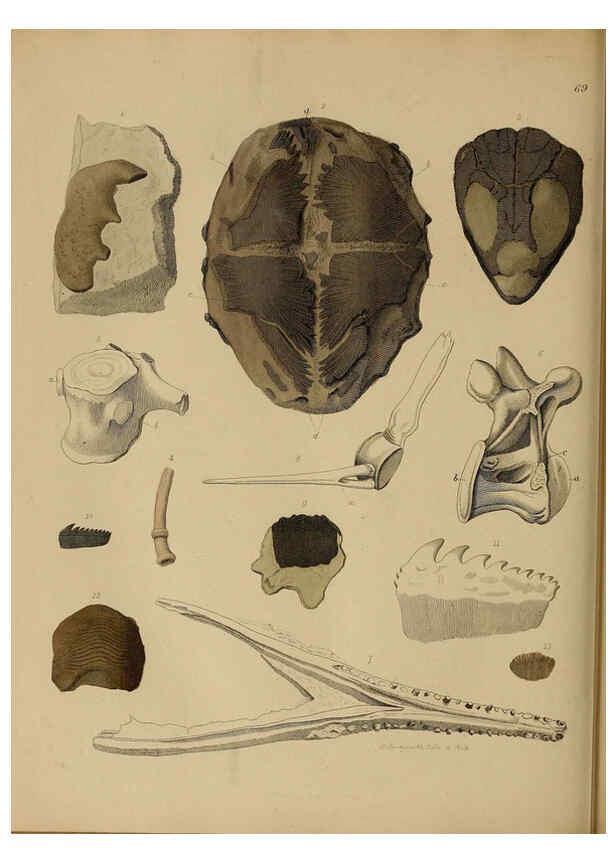 Reproducción/Reproduction 6076972575: A pictorial atlas of fossil remains London :H.G. Bohn,1850