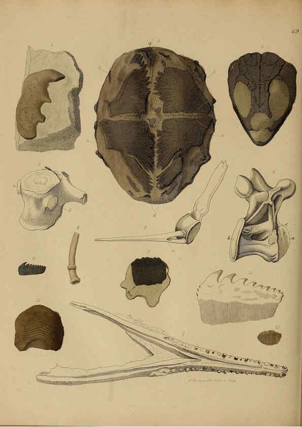 Reproducción/Reproduction 6076972575: A pictorial atlas of fossil remains London :H.G. Bohn,1850