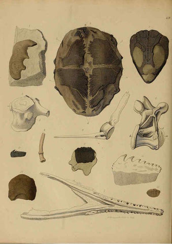 Reproducción/Reproduction 6076972575: A pictorial atlas of fossil remains London :H.G. Bohn,1850